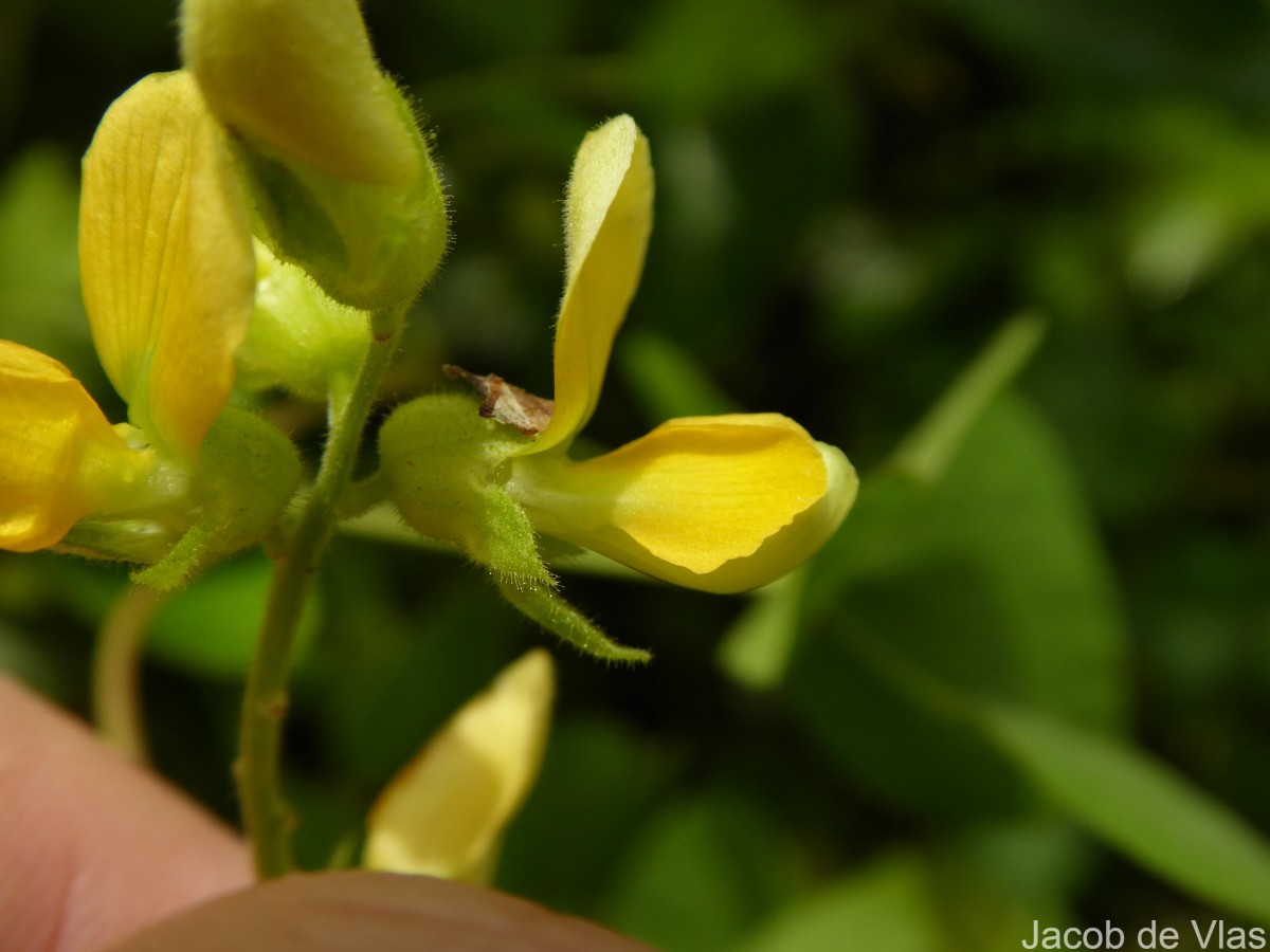 Rhynchosia viscosa DC.